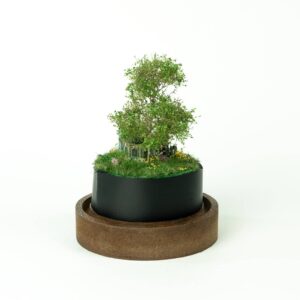 Abandoned tiny house